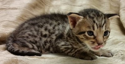 Ocicat kitten