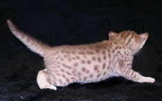 Chocolate Ocicat for Adoption