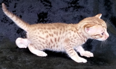 Chocolate Ocicat for Adoption