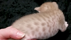 Fawn Ocicat