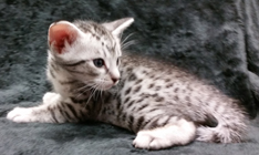 Ebony Silver Ocicat Kittens