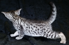 Ebony Silver Ocicat Kittens