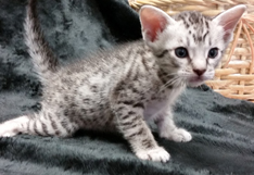 Ebony Silver Ocicat Kittens