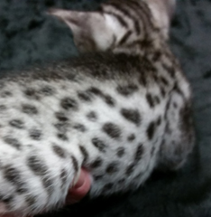 Ebony Silver Ocicat Kittens