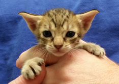 Tawny Ocicat