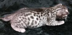 Ebony Silver Ocicat