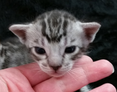 Ebony Silver Ocicat