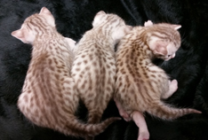 Chocolate Silver Ocicat Kittens