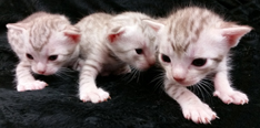 Chocolate Silver Ocicat Kittens