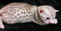 Chocolate Silver Ocicat Kittens