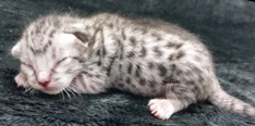 Ebony Silver Ocicat Kittens