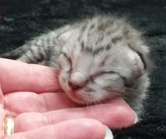 Ebony Silver Ocicat Kittens