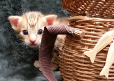 Chocolate Ocicat from Cosmic Spots Ocicat Cattery