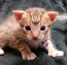 Chocolate Ocicat from Cosmic Spots Ocicat Cattery