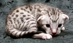 Ebony Silver Ocicat Kittens