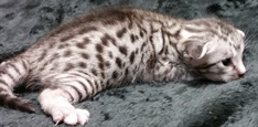 Ebony Silver Ocicat Kittens