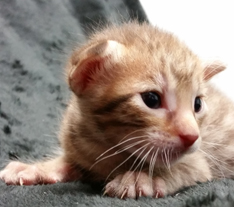 Ocicat kitten