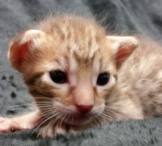 Chocolate Ocicat from Cosmic Spots Ocicat Cattery