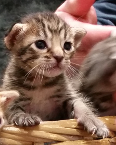 Tawny Ocicat