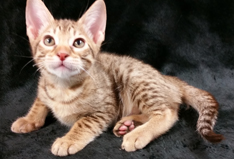 Chocolate Ocicat from Cosmic Spots Ocicat Cattery