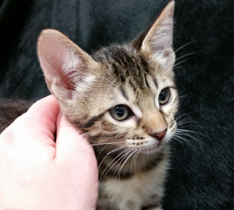 Face of a Tawny Ocicat