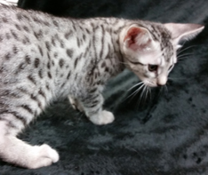 Ebony Silver Ocicat Kittens