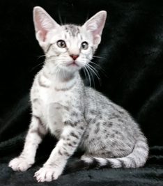 Ebony Silver Ocicat Kittens