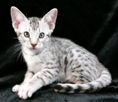 Ebony Silver Ocicat Kittens