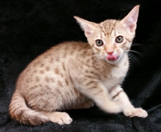 Chocolate Ocicat for Adoption