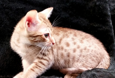 Chocolate Ocicat for Adoption