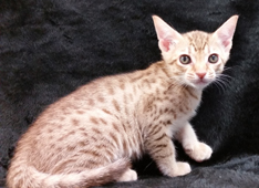 Chocolate Ocicat for Adoption