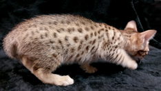 Tawny Ocicat