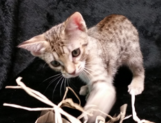 Tawny Ocicat