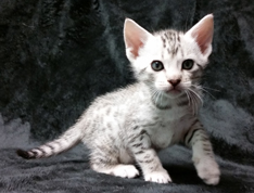 Ebony Silver Ocicat