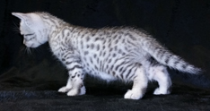 Ebony Silver Ocicat