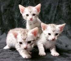 Ocicat kitten