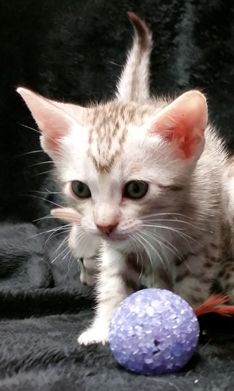 Chocolate Silver Ocicat Kittens