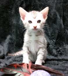 Chocolate Silver Ocicat Kittens