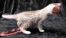 Chocolate Silver Ocicat Kittens