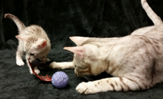 Chocolate Silver Ocicat Kittens