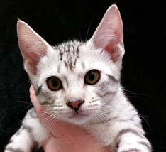 Face of an Ebony Silver Ocicat