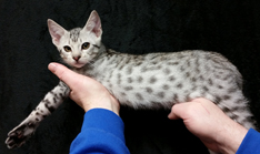 Ebony Silver Ocicat