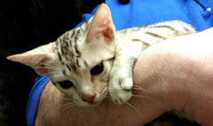 Chocolate Silver Ocicat