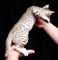 Chocolate Silver Ocicat