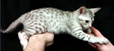 Chocolate Silver Ocicat