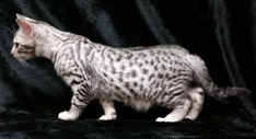 Ebony Silver Ocicat