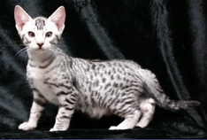 Ebony Silver Ocicat