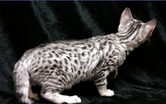 Ebony Silver Ocicat