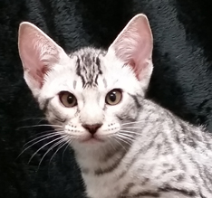 Ebony Silver Ocicat