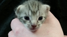 Blue Ocicat Kitten